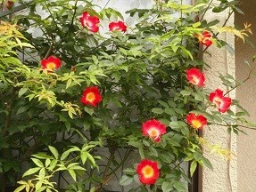 f:id:cangael:20180430133249j:image