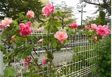 f:id:cangael:20180430133629j:image