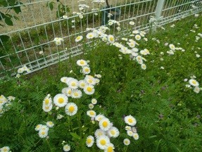 f:id:cangael:20180430133718j:image:left