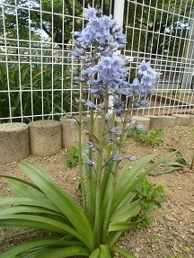 f:id:cangael:20180430133837j:image