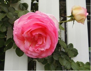 f:id:cangael:20180430134115j:image:left