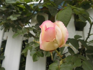 f:id:cangael:20180430134118j:image