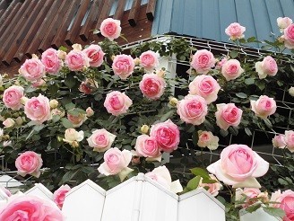 f:id:cangael:20180509145309j:image:right f:id:cangael:20180509145309j:image:right