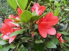 f:id:cangael:20180517090035j:image:left