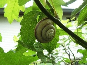 f:id:cangael:20180519164353j:image