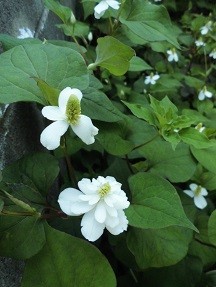 f:id:cangael:20180521163004j:image