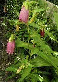 f:id:cangael:20180521163141j:image