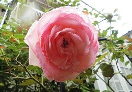 f:id:cangael:20180526072656j:image:right