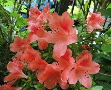 f:id:cangael:20180528101451j:image:right