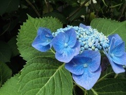 f:id:cangael:20180605151616j:image:left