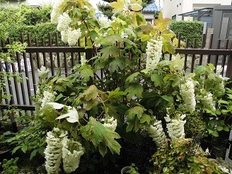 f:id:cangael:20180607064449j:image