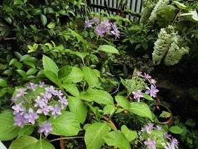 f:id:cangael:20180607064459j:image