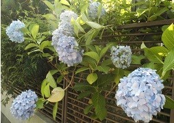 f:id:cangael:20180609153926j:image:right f:id:cangael:20180609153926j:image:right