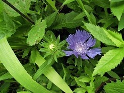 f:id:cangael:20180612152439j:image:right