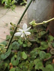 f:id:cangael:20180618161546j:image:right f:id:cangael:20180618161546j:image:right