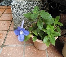 f:id:cangael:20180619150511j:image:right f:id:cangael:20180619150511j:image:right