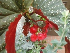 f:id:cangael:20180622084222j:image:right