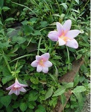 f:id:cangael:20180625173637j:image:right