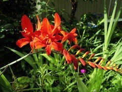 f:id:cangael:20180627080001j:image:left