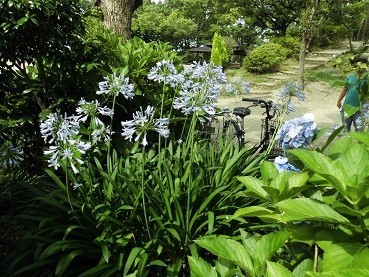 f:id:cangael:20180630083946j:image:left