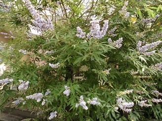 f:id:cangael:20180630085614j:image:right