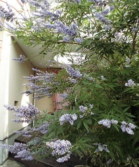 f:id:cangael:20180630085620j:image:left