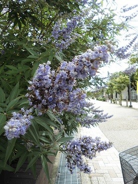 f:id:cangael:20180630085655j:image:left