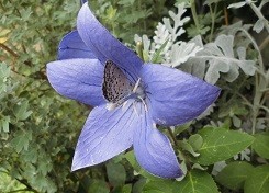 f:id:cangael:20180630124414j:image:right