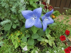 f:id:cangael:20180630124434j:image:right