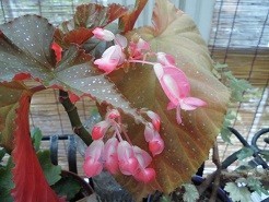 f:id:cangael:20180713101058j:image:right