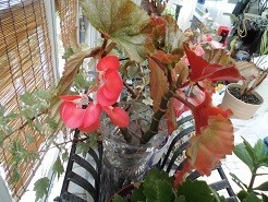 f:id:cangael:20180713101112j:image:left