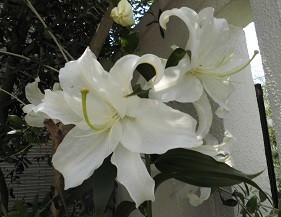 f:id:cangael:20180718112416j:image:right