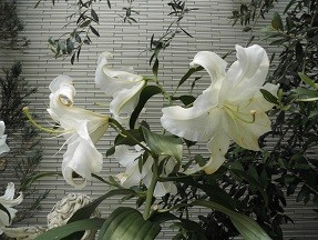 f:id:cangael:20180718112428j:image:right