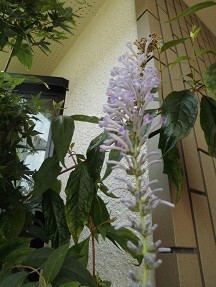 f:id:cangael:20180727133254j:image:right