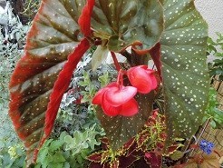 f:id:cangael:20180804124050j:image:left