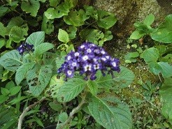 f:id:cangael:20180805163607j:image:left f:id:cangael:20180805163607j:image:left