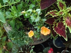 f:id:cangael:20180806072831j:image:right