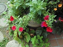 f:id:cangael:20180806072837j:image:right