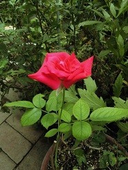 f:id:cangael:20180825112317j:image:right