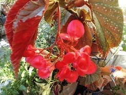 f:id:cangael:20180825163057j:image:right