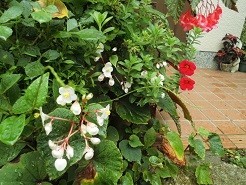 f:id:cangael:20180909142907j:image:left f:id:cangael:20180909142907j:image:left