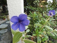 f:id:cangael:20180919090845j:image:right f:id:cangael:20180919090845j:image:right