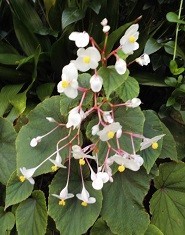 f:id:cangael:20180919090909j:image:right f:id:cangael:20180919090909j:image:right