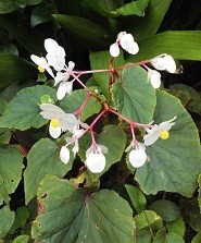 f:id:cangael:20180919090920j:image:right f:id:cangael:20180919090920j:image:right