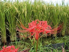 f:id:cangael:20180923120037j:image:right