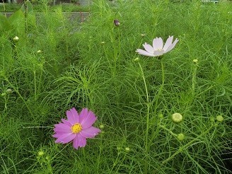 f:id:cangael:20180923122251j:image