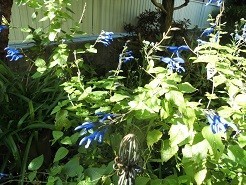 f:id:cangael:20180928081011j:image:right