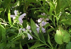 f:id:cangael:20180928081022j:image:right