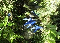 f:id:cangael:20180928081030j:image:right