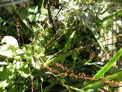 f:id:cangael:20180928081044j:image:left